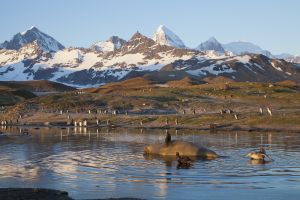 St Andrews Bay, South Geogia Island 077.jpg